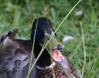 [Close head photo of a male mallard with its mouth open. It has a pink tongue.]